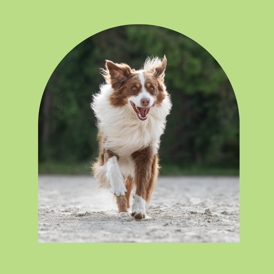 Flauschi - bei Fitmacher aus der Natur