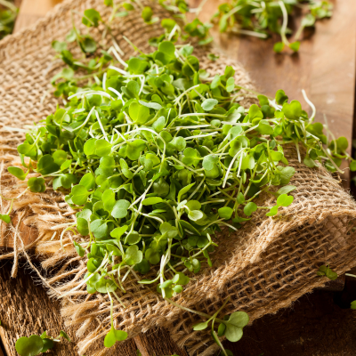 Microgreens - bei Fitmacher aus der Natur