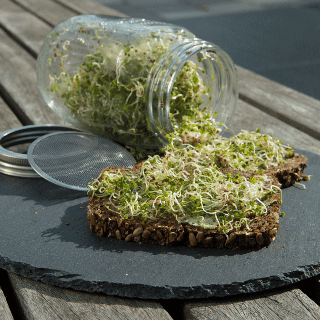 Keimgrün Sprossen-Set - Keimgrün Sprossen - Set - Fitmacher aus der Natur