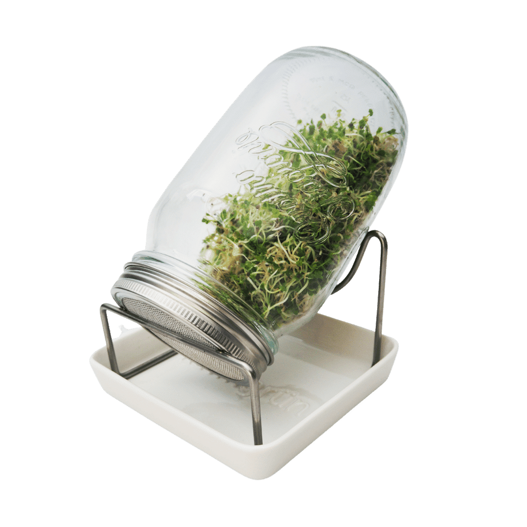 Keimgrün Sprossen - Set - Fitmacher aus der Natur