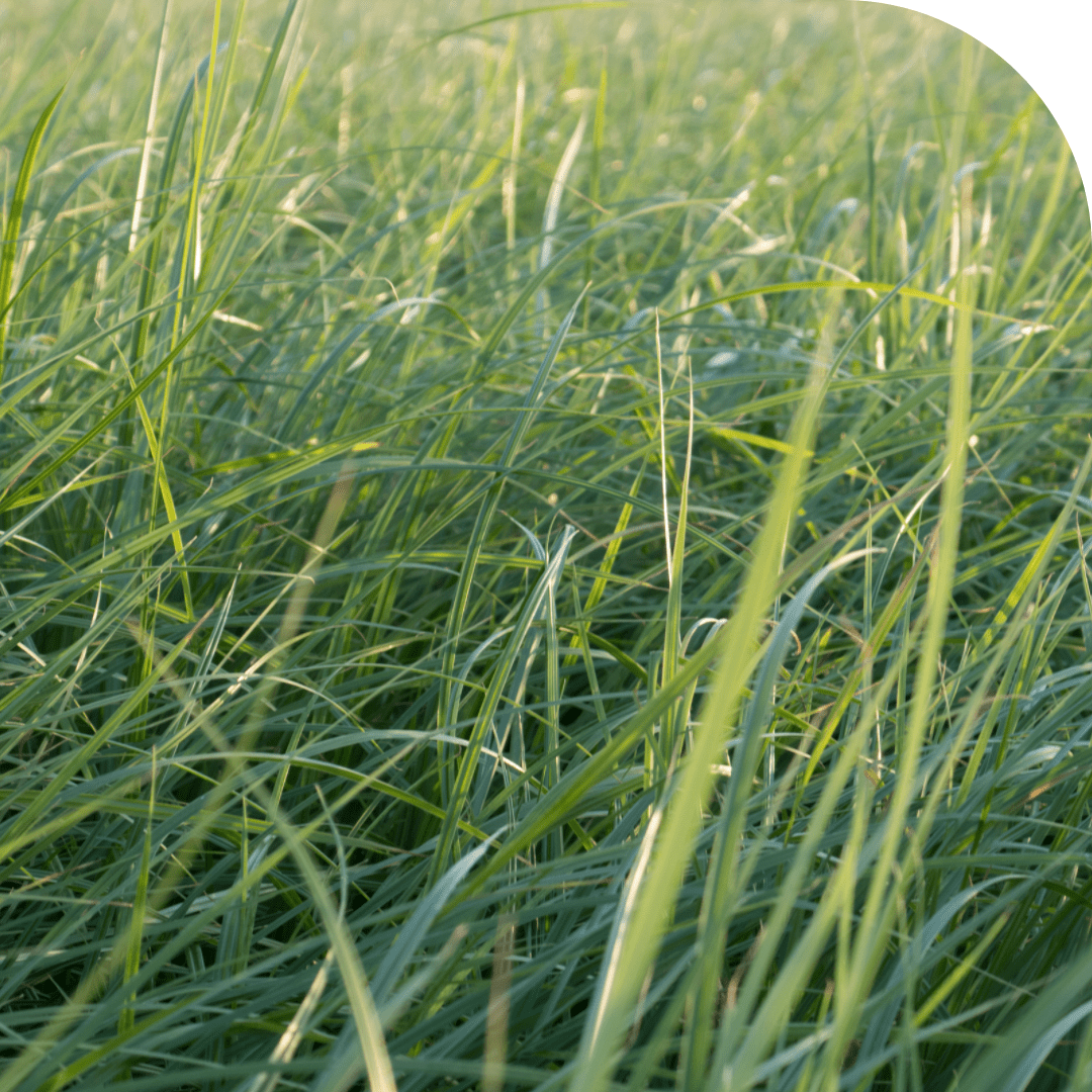 Anbau der Erdmandel - Fitmacher aus der Natur